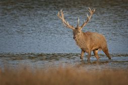 Cerf