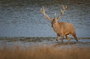 A large deer with antlers stands in shallow water with a blurred grassy area in the foreground and a calm body of water in the background.