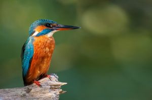 A vibrant kingfisher with blue and orange feathers perches on a weathered branch against a blurred green background.