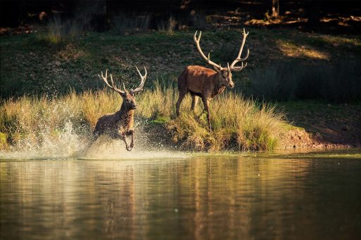 Cerfs