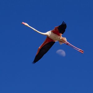 A flamingo with pink wings and long legs flies against a clear blue sky, with the moon faintly visible in the background.