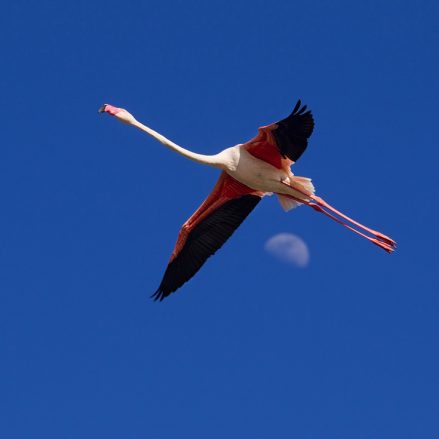 Flamant rose