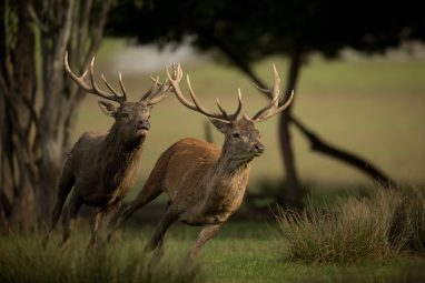 Cerf