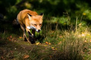 A red fox walks through tall grass in a sunlit forest, its eyes focused and alert, surrounded by patches of green and fallen leaves.