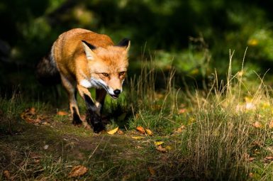 Renard