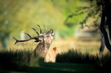 Brame du cerf
