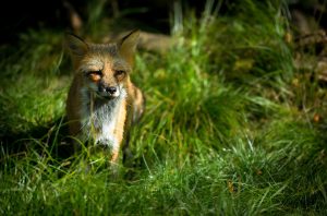 A red fox stands in tall, sunlit green grass, partially shaded, with its face and chest clearly visible and alert, blending into its natural surroundings.