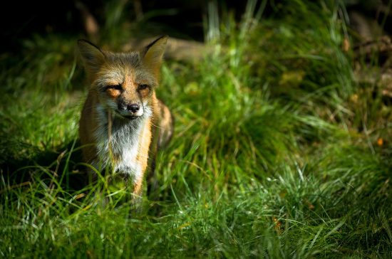 Renard