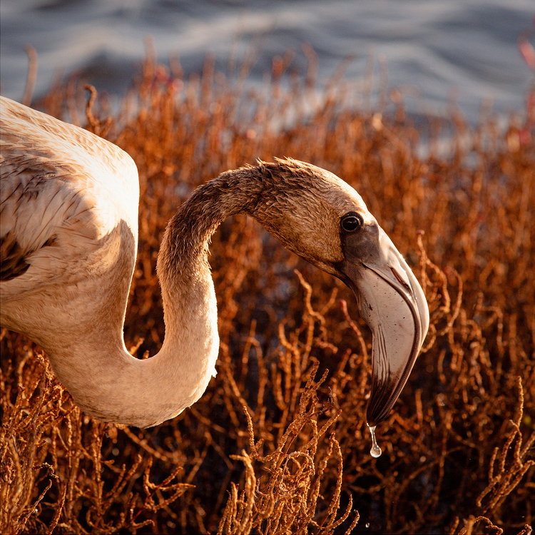 Flamant rose