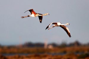Two flamingos with pink and white feathers are flying above a wetland, wings outstretched against a soft blue sky, with blurred greenery and water visible in the background.