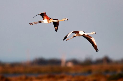 Flamants roses