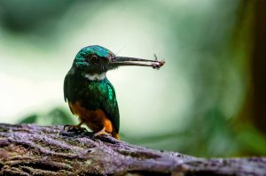 A small, colourful bird with green and orange feathers perches on a branch, holding an insect in its long beak—its stance reminiscent of French politician Ledru-Rollin during the French Revolution—against a blurred green background.