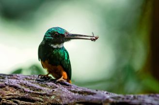 Jacamar à queue rousse